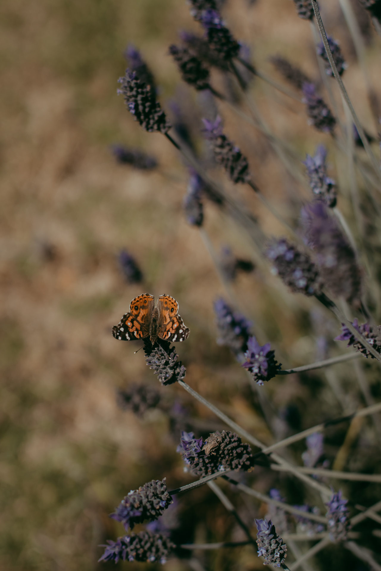 WC site (8 de 118).jpg